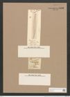 Pleurosigma bistriatum Schum (de-Toni-Nr.: Genus 13, Species 1103) Zeichnungen Sammlung Grunow Nr. 2138 (NHMW-BOT-W0369178)
